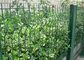 Green Welded Wire Garden Fence Decoration With 1.5-3.0m Width supplier