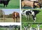 Security Livestock Deer Cattle Fence Panels Protection Corrosion Resistance supplier