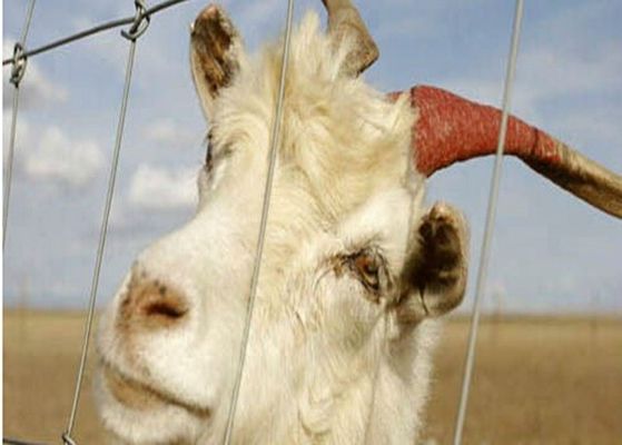 China Electric Galvanized Goat Wire Fencing Panels For Farm Animals , Eco Friendly supplier
